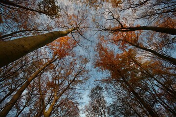 Fototapeta premium Baumkronen