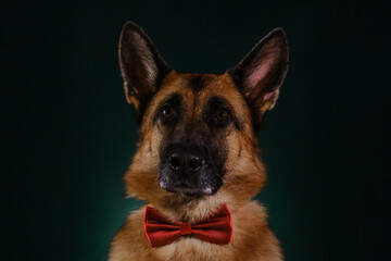 Charming German Shepherd looks like human. Minimalistic greeting card with pet. Gentleman dog with red bow tie, studio portrait close up on dark green background.