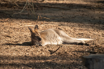 Naklejka na ściany i meble Little kangaroo in a dry landscape.