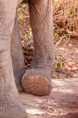 Fototapeta na wymiar Closeup of the sole of an elephants foot.