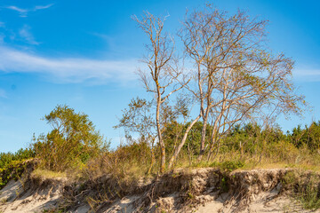 A withering whimsically twisted tree on a sandy shore near the sea. Unfavorable environment for plant survival. Background to the theme of drought and depletion of fertile soils.