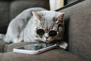 Hipster gray cat in sunglasses using mobile phone on couch. Pet browsing internet on smartphone,...