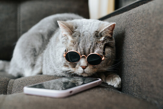 Hipster Gray Cat In Sunglasses Using Mobile Phone On Couch. Pet Browsing Internet On Smartphone, Indoors