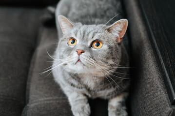 Portrait of gray cute cat looking up with big orange eyes. Funny curious pet resting on sofa indoors