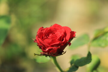 Beautiful red rose in a garden