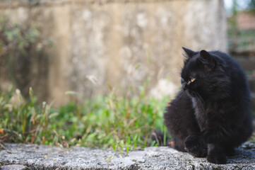 Obraz premium Beautiful long hair black cat sitting on concrete ground and looking away, plenty of copy space