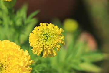 Beautiful marigold flowers in the garden