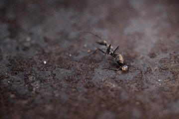 ant on the ground