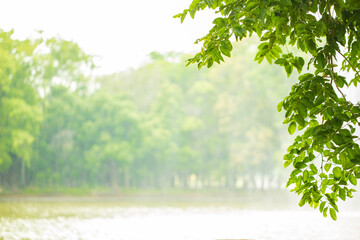 Landscape. Vintage tone of Morning sun light with wind blowing leaves in the lake park. picture for add text and background. Image has shallow depth of field.