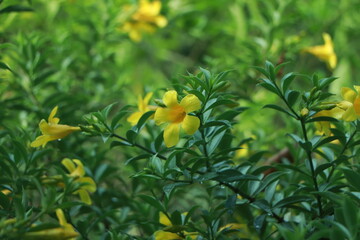 Fototapeta premium Fresh yellow flowers background of Allamanda, Common allamanda, Golden trumpet, Yellow bell (Allamanda Cathartica) are blooming on tree with green leaves in tropical flower garden