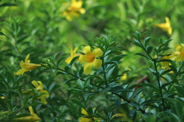 Fresh yellow flowers background of Allamanda, Common allamanda, Golden trumpet, Yellow bell...