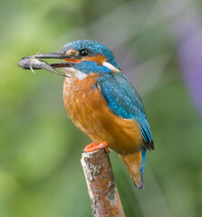 Kingfisher June 2022