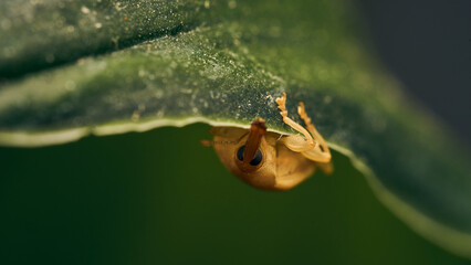 small weevil walking on a green leaf