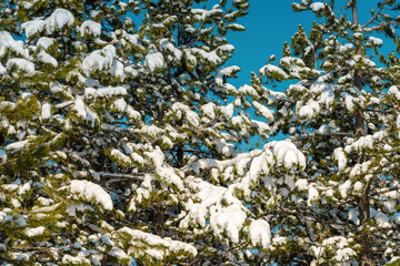 Pine tree branches covered with snow on sunny winter day with blue sky in background. Landscape detail from Zlatibor mountain in Serbia.