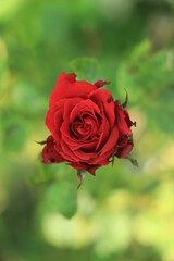 Red rose on green branch