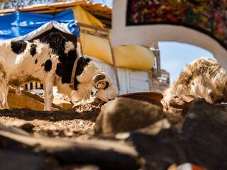 Senegal, island of Goree