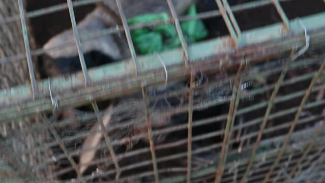Honey badger caught in a trap at a campground shows teeth and long claws