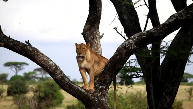 Close up of tired wild lioness on a tree in Ikoma Natural Reserve in Africa