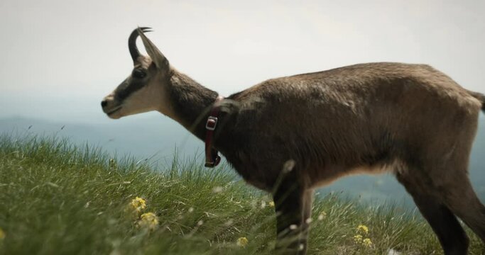 Domesticated chamois with a collar is grazing on the fresh grass on mountain Nanos in Slovenia. Cloudy summer sky.