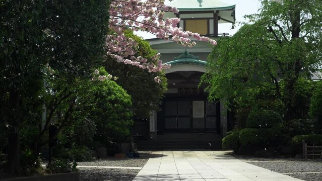 Pink sakura petals falling down in front of Japanese tradicional building