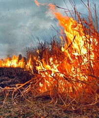 Vertical shot of the grass of a field on fire