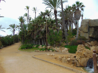 palm trees in the desert