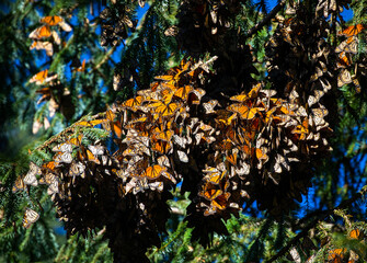 Colony of Monarch butterflies (Danaus plexippus) on pine branches in a park El Rosario, Reserve of the Biosfera Monarca. Angangueo, State of Michoacan, Mexico