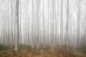 Tall trees without foliage visible through light fog or haze in a forest during late fall or early winter.