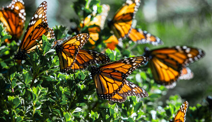 Monarch butterflies are sitting on branches in the forest in the park El Rosario, Reserve of the Biosfera Monarca. Angangueo, State of Michoacan, Mexico