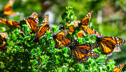 Monarch butterflies are sitting on branches in the forest in the park El Rosario, Reserve of the Biosfera Monarca. Angangueo, State of Michoacan, Mexico