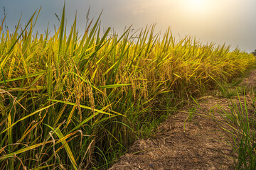 Beautiful golden ear of Thai jasmine rice plant on organic rice field in Asia country agriculture harvest with sunset sky background.