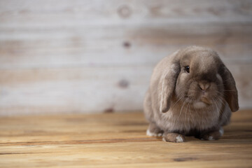 Fototapeta premium Lovely bunny easter rabbits on wooden light background. beautiful lovely pets.