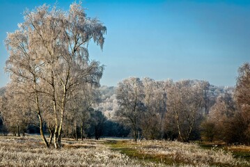 Hoar frost on a bright morning at Farley Mount, Hampshire