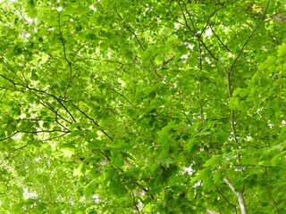 Obraz premium グリーンイメージ