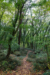 Fototapeta premium Colored autumn trees in the park of Beato Sante, a shrine near Monbaroccio, a little fortified village in the Province of Pesaro e Urbino in the Italian region Marche