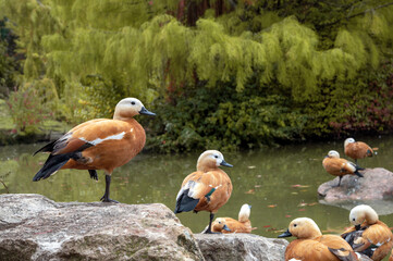 Group of mandarin ducks