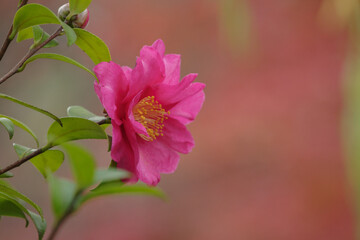 Obraz premium 寒ツバキの背景がもみじの色で美しい