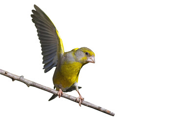 Isolated bird. White background. Bird: European Greenfinch. (Chloris chloris).