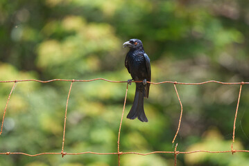 Spangled Drongo in Queensland, Australia 