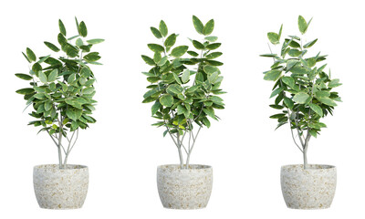 Ficus tree in a pot, rendered from different angles, 3D rendering