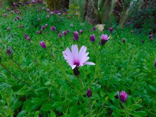 pink and white flowers