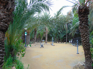 palm trees on the beach