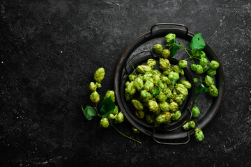 Green fresh hop cones for making beer. Free space for text.