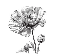 Poppy flower garden hand drawn engraved style sketch Vector illustration.