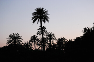 Naklejka premium Palmeras a contraluz