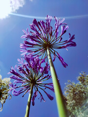 Agapanto flor morada
