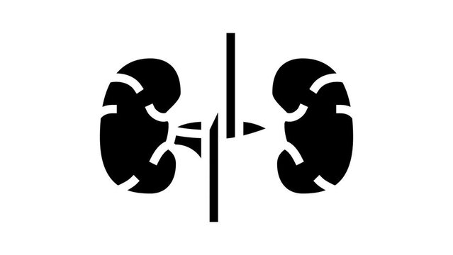 kidney human organ glyph icon animation