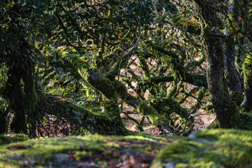 moss covered twisted oak trees in an ancient wood
