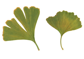
Two isolated leafs of a ginkgo biloba tree. The leafs are cut out on a transparent background.
