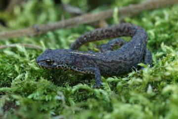 Closeup on a terretrial Alpine newt, Ichthyosaura alpestris in green moss